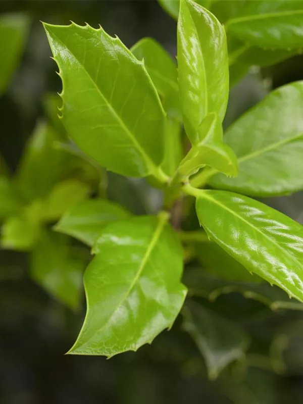 Fruchtende Stechpalme 'J.C. van Tol'