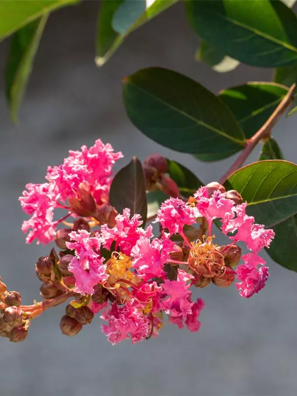 Lagaströmie 'Rhapsody in Pink'®