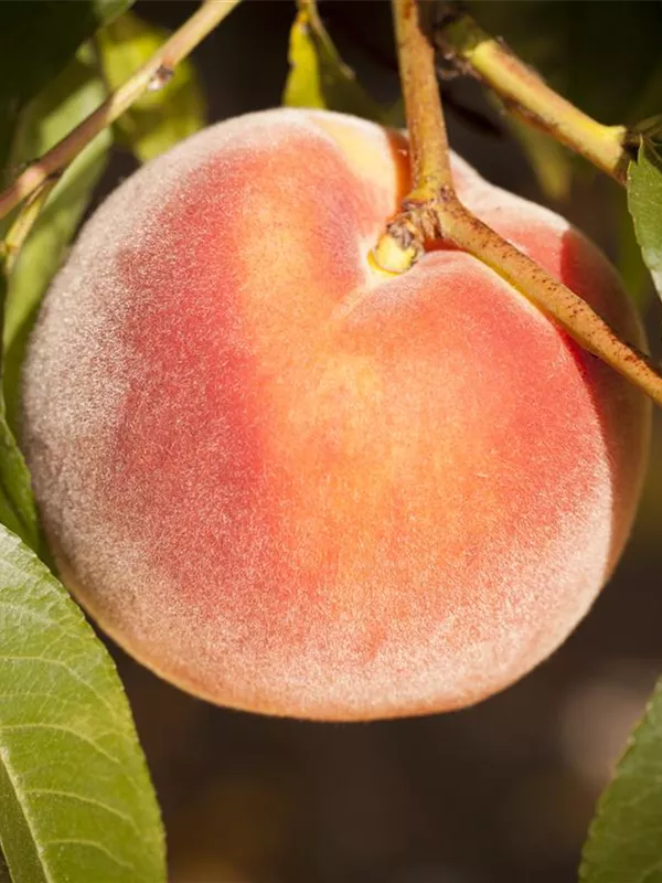 Pfirsich 'Rekord von Alfter'