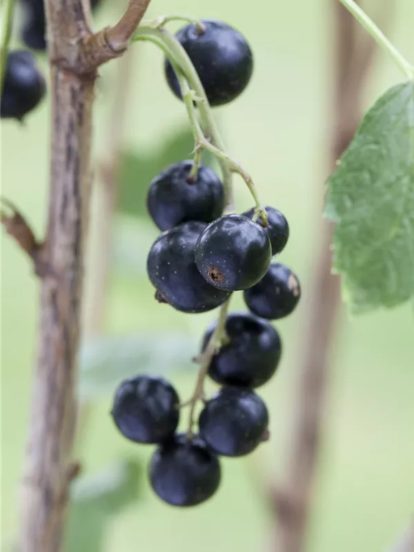 Johannisbeere Lowberry® 'Little Black Sugar'