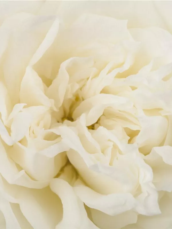 Bodendeckerrose 'Crystal Fairy'