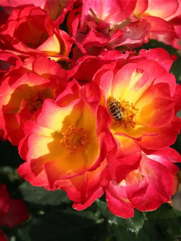 Rose 'Summer of Love'®