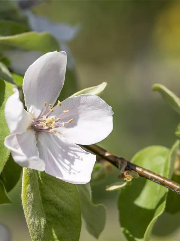 Quitte 'Portugiesische Birnenquitte'