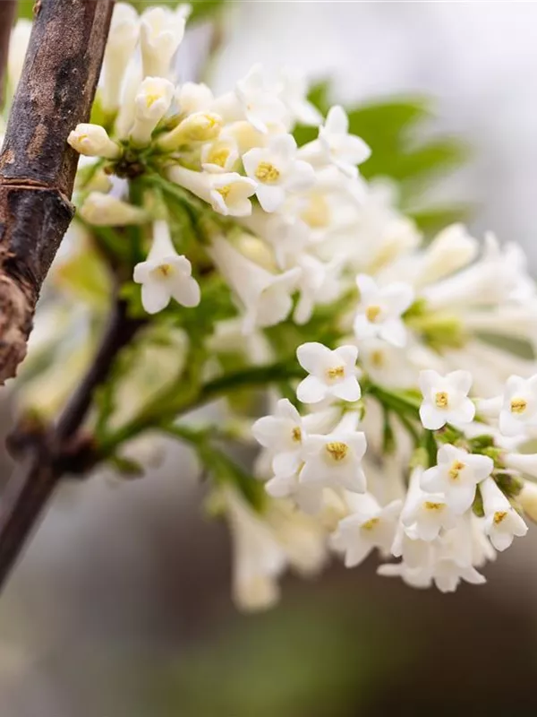 Fiederblättriger Flieder