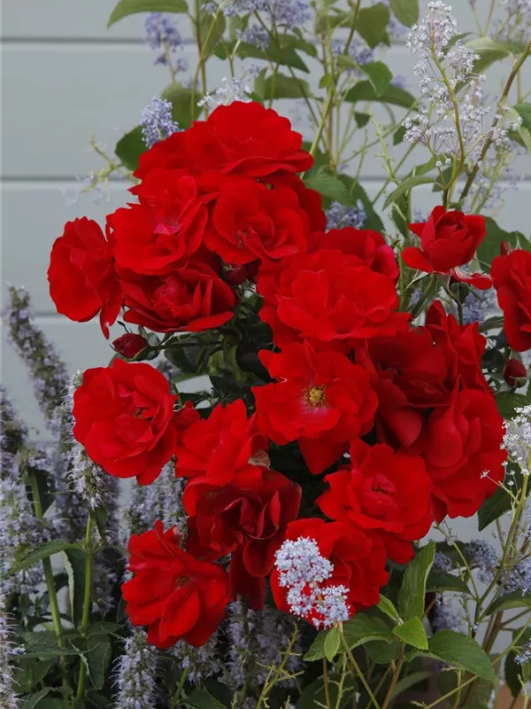 Kleinstrauchrose 'Cayenne'®