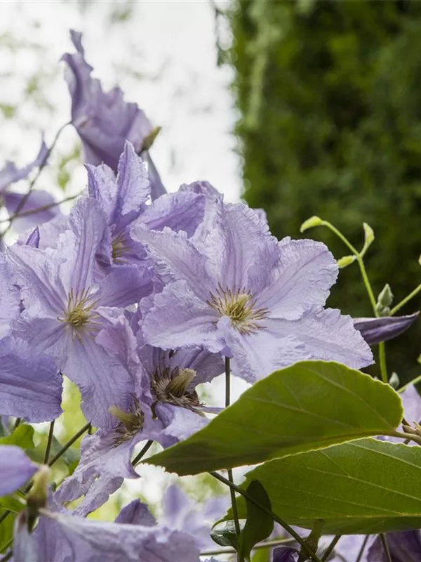 Italienische Waldrebe 'Blue Angel'