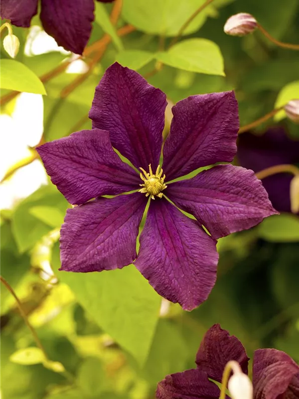 Italienische Waldrebe 'Royal Velours'