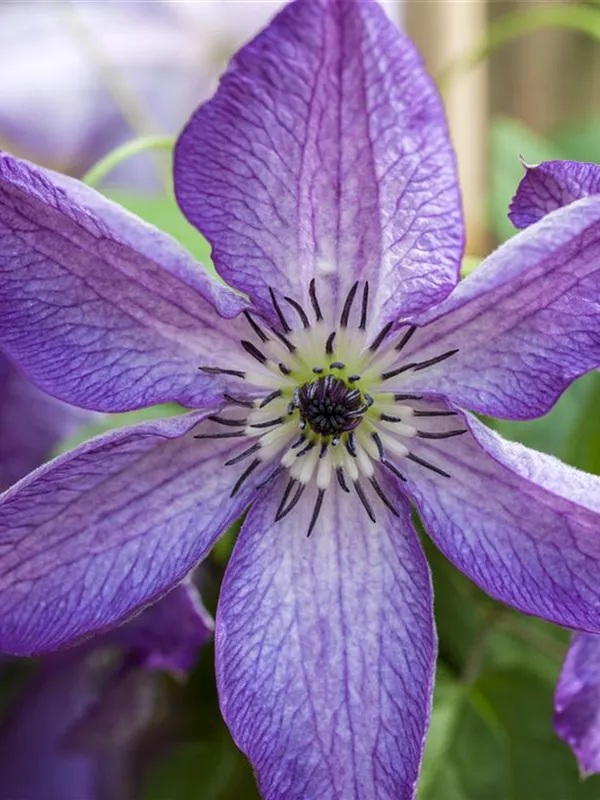 Italienische Waldrebe 'Venosa Violacea'