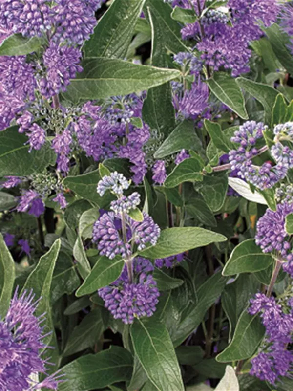 Bartblume 'Dark Knight'