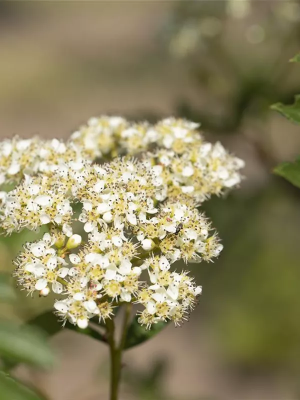 Eberesche 'Joseph Rock'
