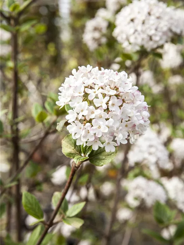 Duftschneeball 'Mohawk'