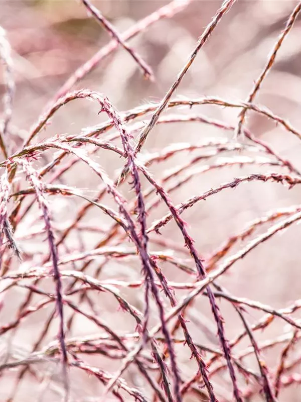 Garten-Chinaschilf 'Flamingo'