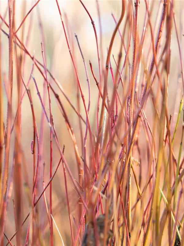 Niedriger Rotholz-Hartriegel 'Kelsey'