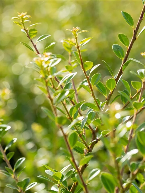 Niedriger Berg-Ilex 'Stokes'
