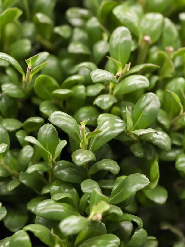 Löffel-Ilex 'Convexa'