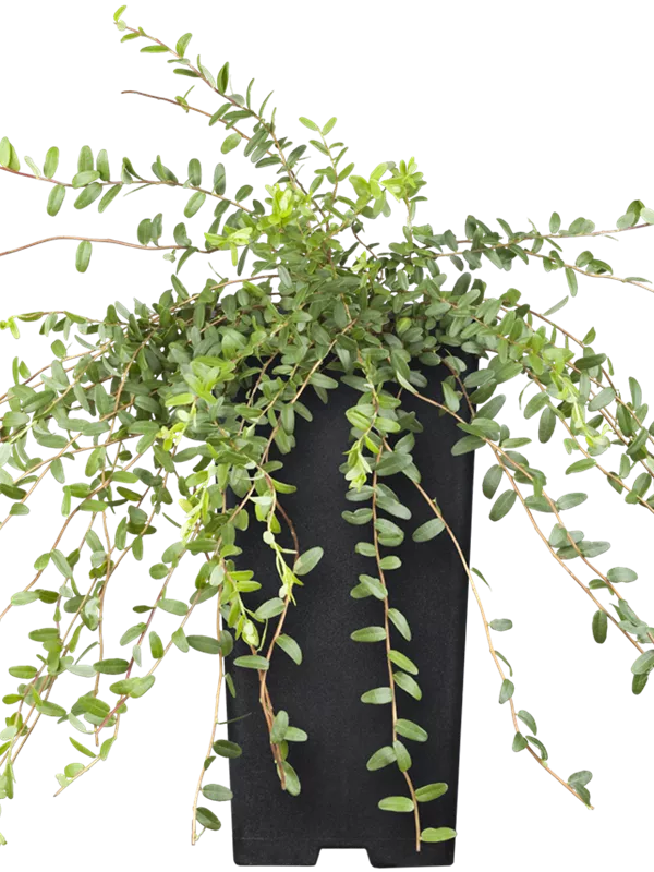 Großfrüchtige Moosbeere 'Cranberry'