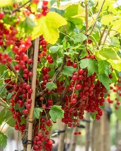 Johannisbeere 'Rovada'