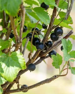 Johannisbeere 'Öjebyn'