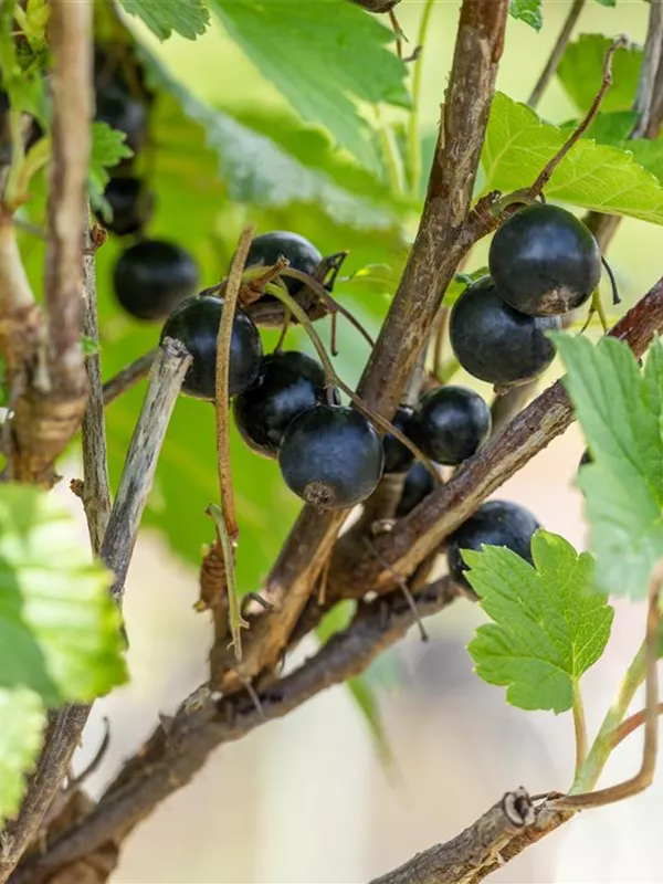 Johannisbeere 'Öjebyn'