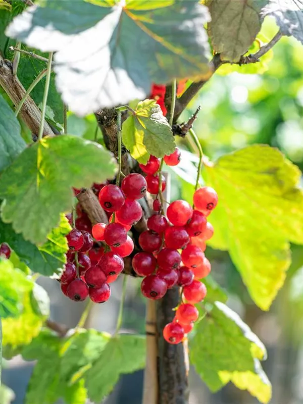 Johannisbeere 'Rovada', Stamm