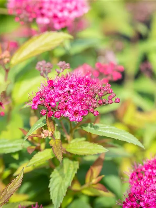 Sommerspiere 'Dart's Red'