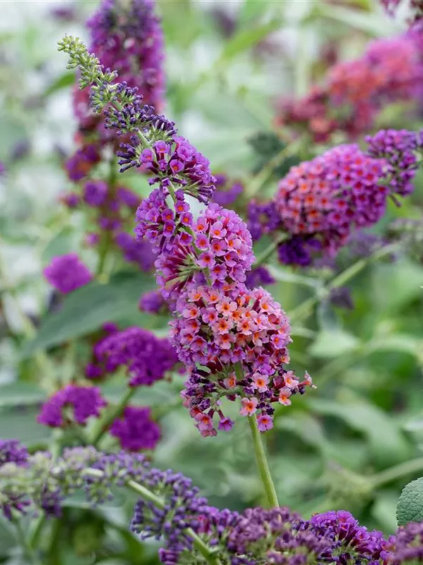 Sommerflieder 'Bicolor'