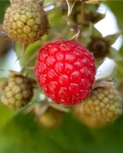 Herbsthimbeere 'Rubaca'