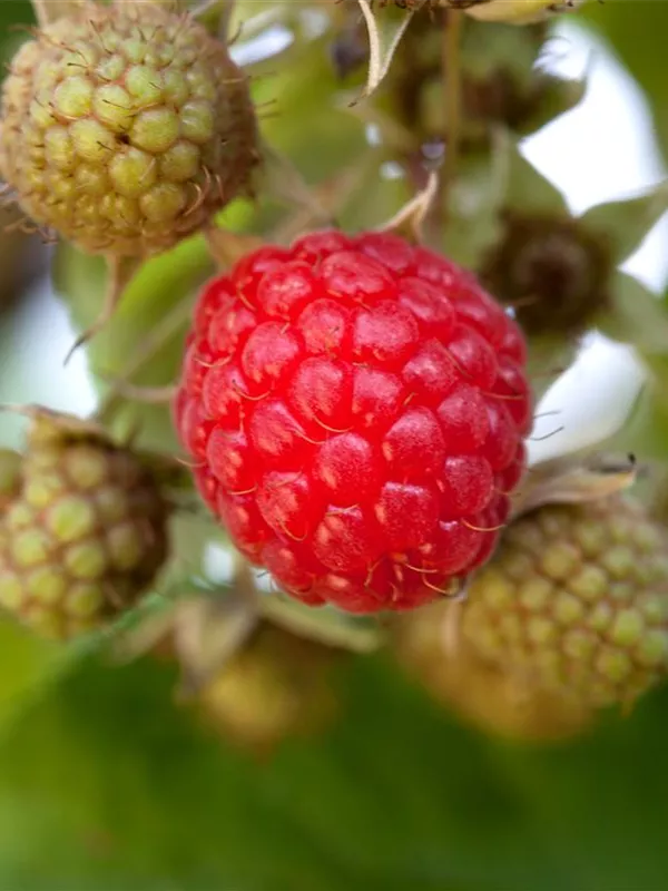 Sommerhimbeere 'Willamette'