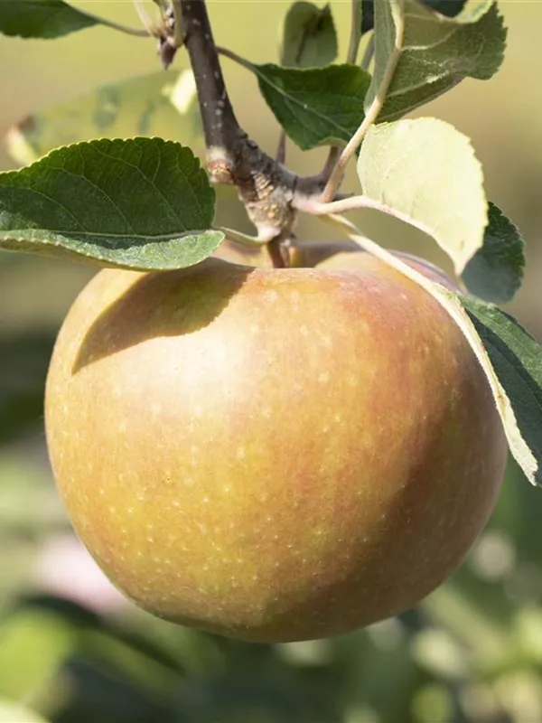 Apfel 'Goldrenette von Blenheim'