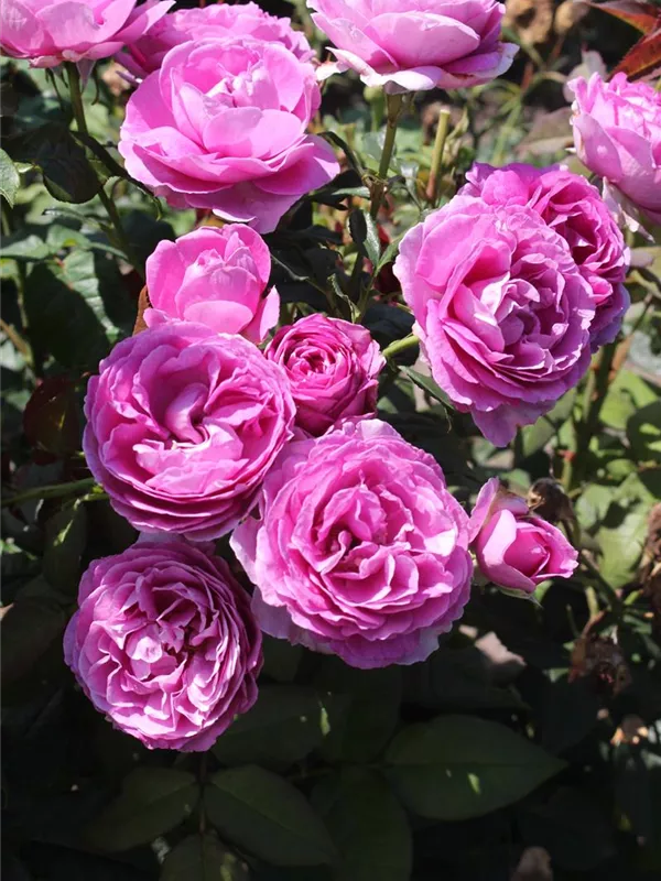 Beetrose 'Carmen Würth'(s)