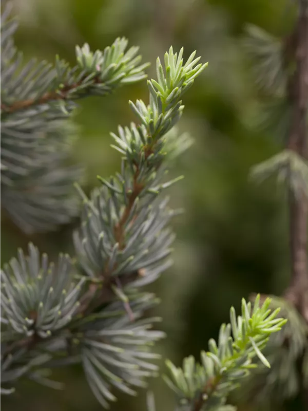 Libanon-Zeder 'Glauca'