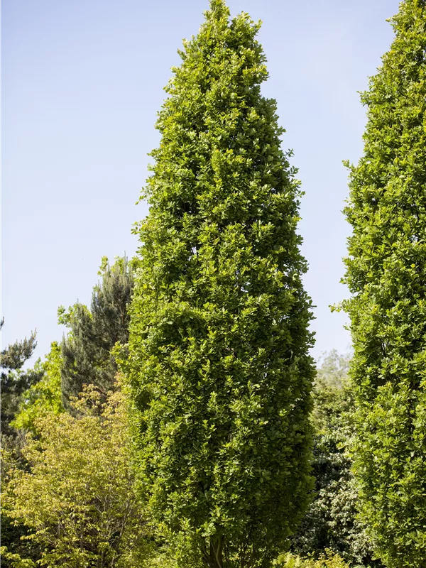 Pyramideneiche 'Fastigiata Koster'