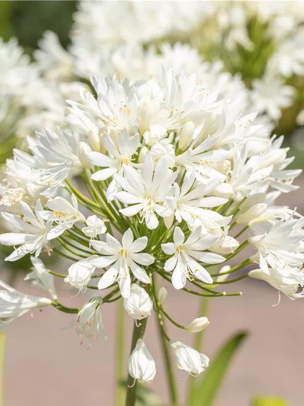 Garten-Schmucklilie 'Bridal Bouquet'