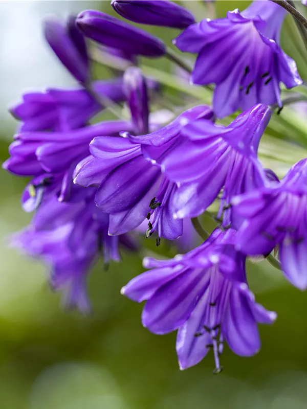 Schmucklilie 'Poppin Purple'