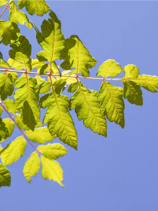 Blasenbaum 'Coral Sun'