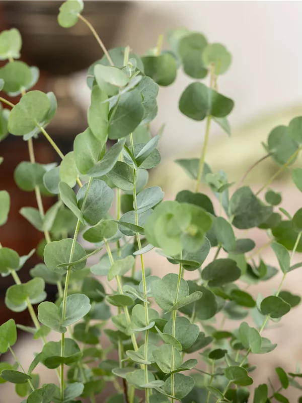 Echter Eukalyptus 'Silver Dollar'