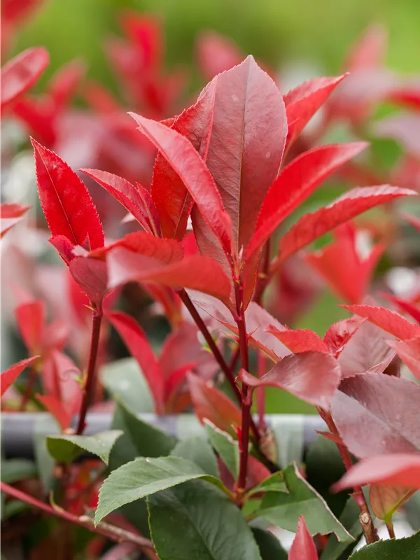 Glanzmispel 'Devils Dream'®