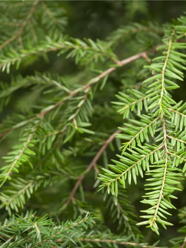 Kanadische Hemlocktanne