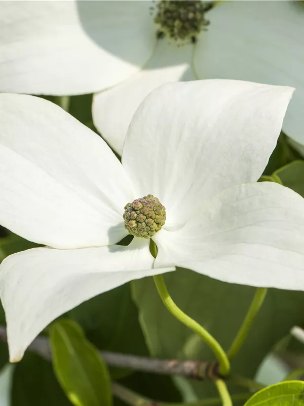 Japanischer Blumen-Hartriegel 'Milky Way'