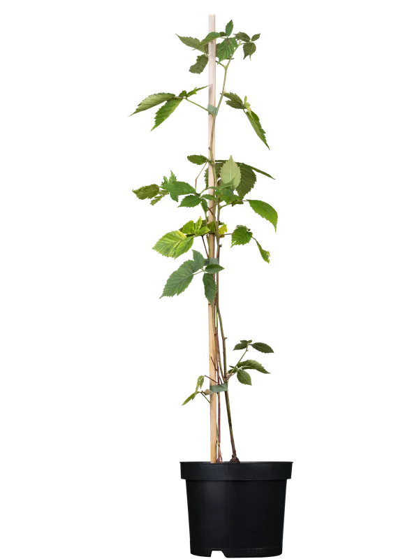 Brombeere 'Chester Thornless'®