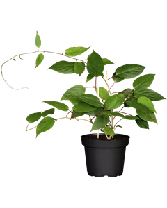 Zwerg-Kiwi 'Kens Red'