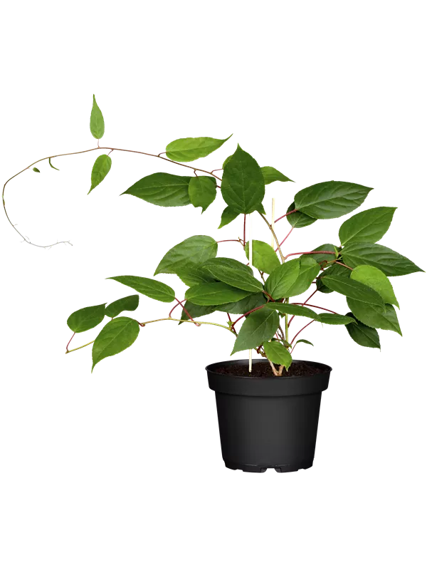 Zwerg-Kiwi 'Kens Red'