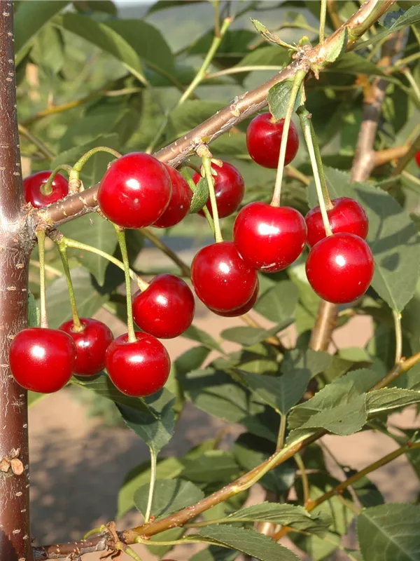 Sauerkirsche 'Topas'®