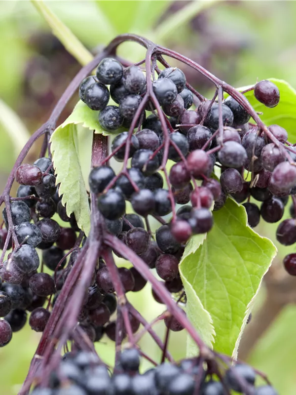 Schwarzer Holunder 'Haidegg 17'