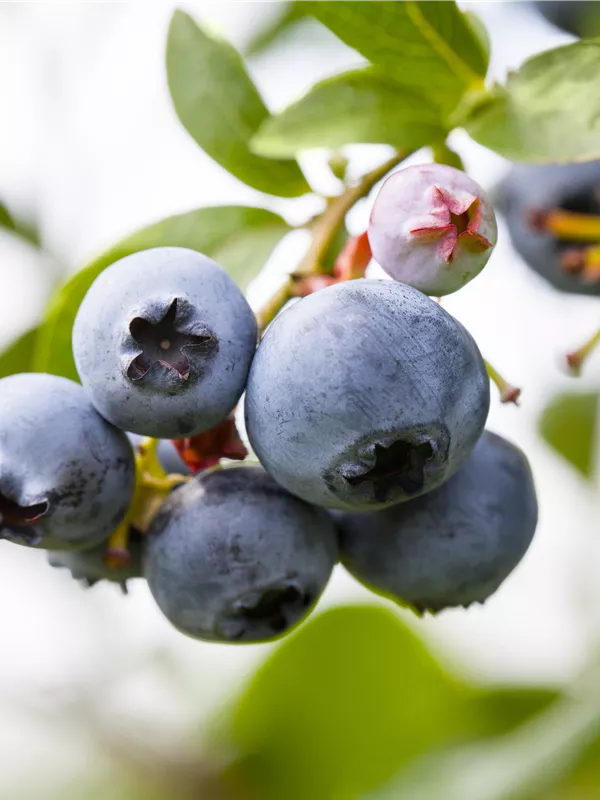 Heidelbeere 'North Country'