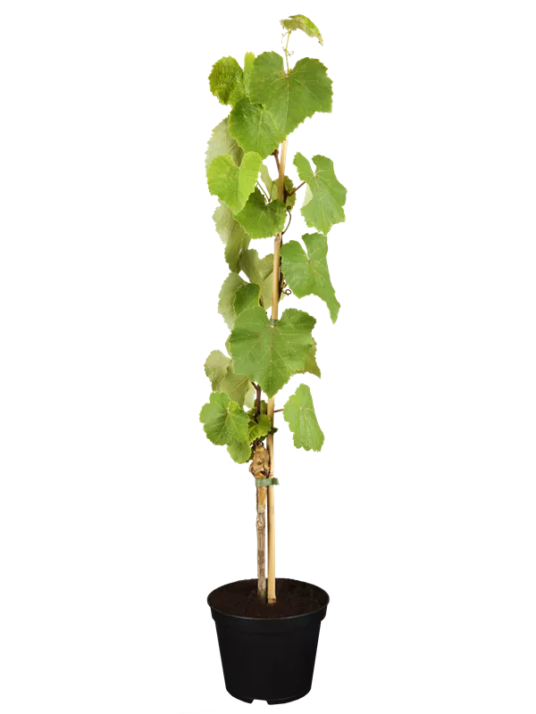 Tafeltraube 'Isabella'