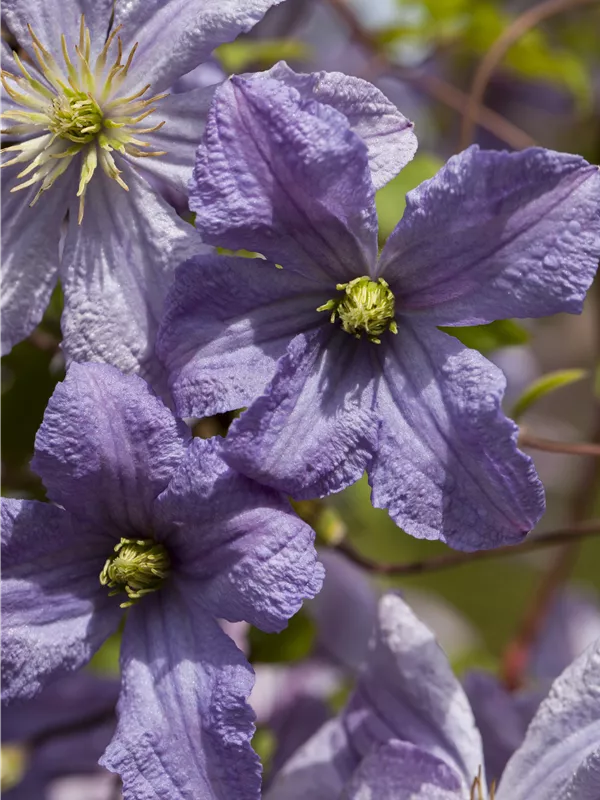 Italienische Waldrebe 'Emilia Plater'