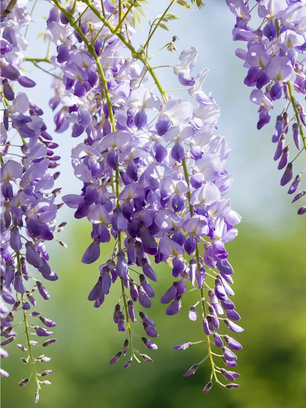 Chinesischer Blauregen 'Carolina'