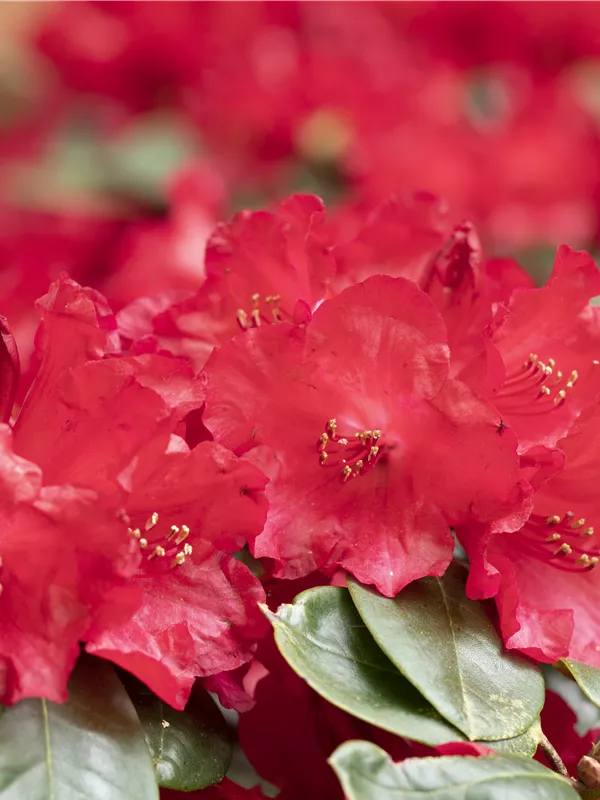 Rhododendron 'Lisetta'®