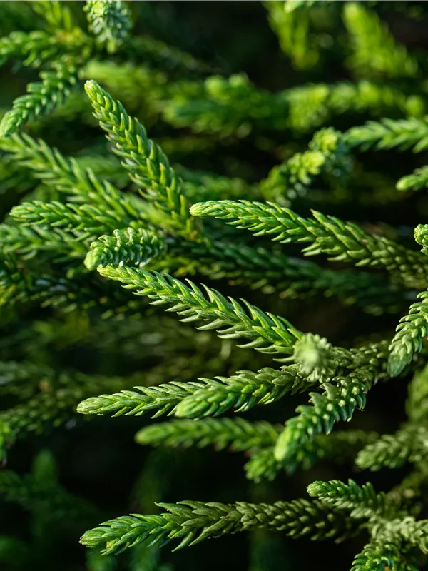 Sicheltanne 'Dinger'